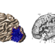 Image for article titled Neuroscientists "Rediscover" A Completely New Brain Part